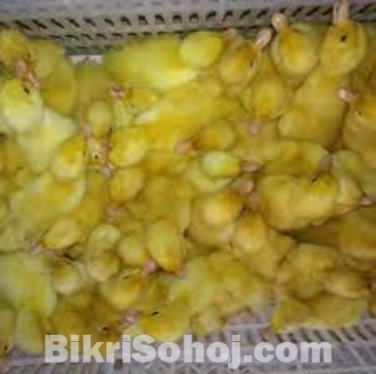 বেইজিং হাঁসের বাচ্চা - Beijing Duckling